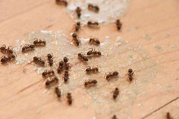 Best Best Pest Control Companies  in Lake Mills, WI